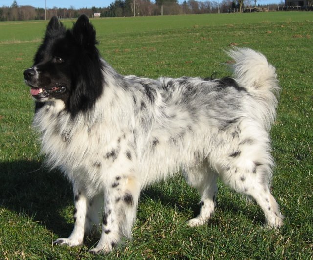 Bobbys Bandit von den Silbertalern